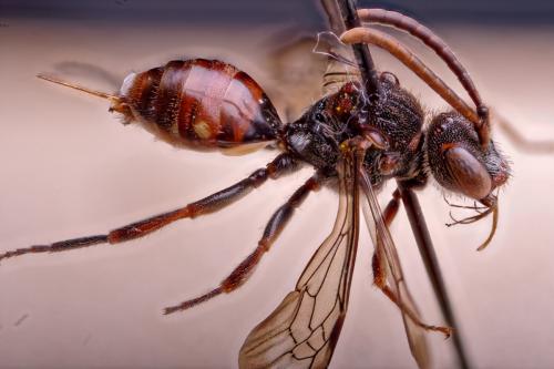 Réf. 279 008 : Nomada flavoguttata